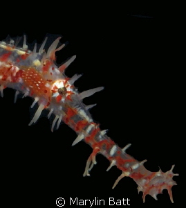 Head shot on Ghost pipe fish. by Marylin Batt 